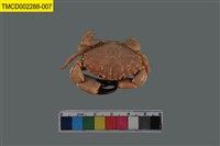 藏品(肉球皺蟹)的圖片